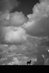 _MG_7649