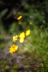 _MG_8796