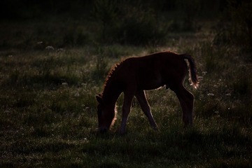 _MG_1287-1