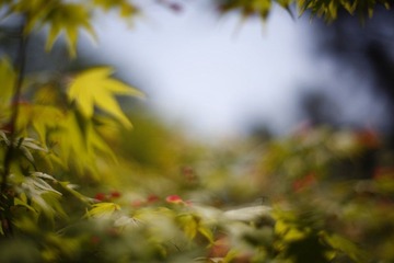 _MG_8431