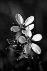 _MG_8305