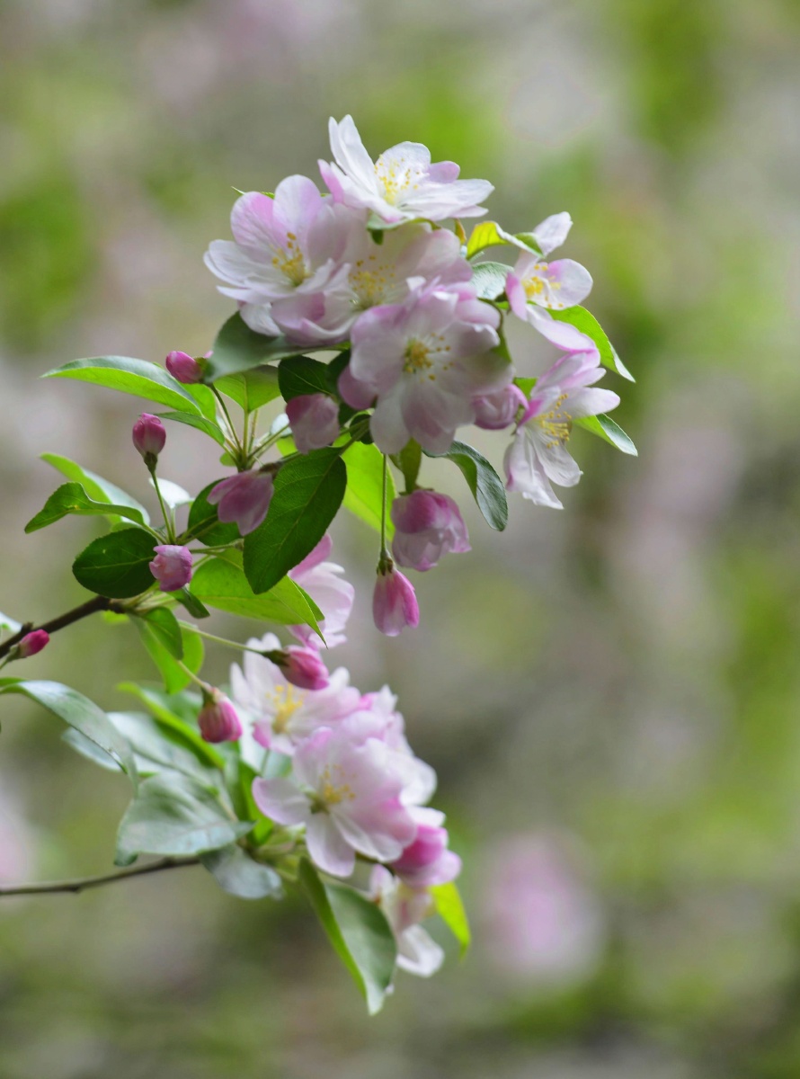 海棠春睡图海棠不争先兀自春梦中
