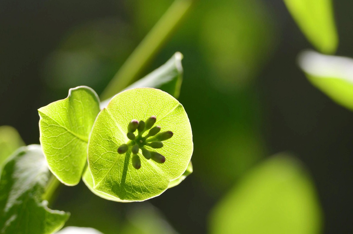 线条的交织5月8日偶拍盘叶忍冬