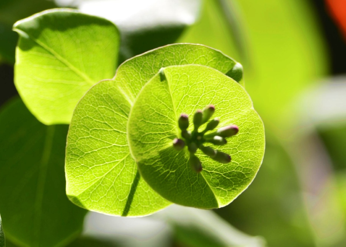 线条的交织5月8日偶拍盘叶忍冬