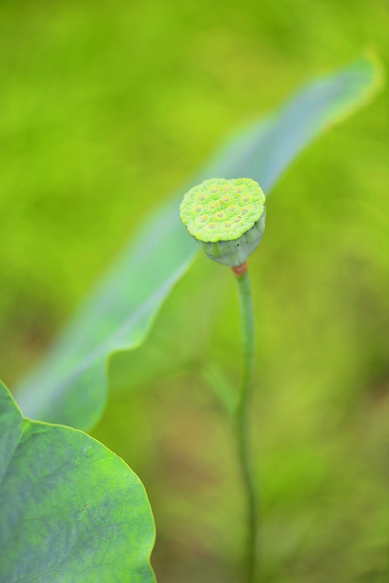 我的植物朋友荷叶图片