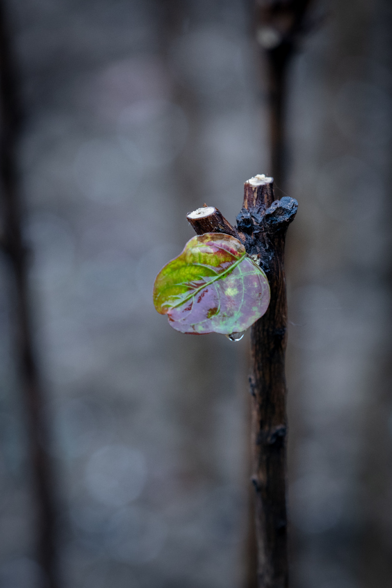 秋雨中树叶