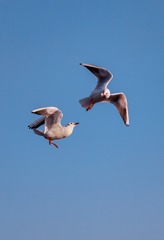 IMG_9540 (2)