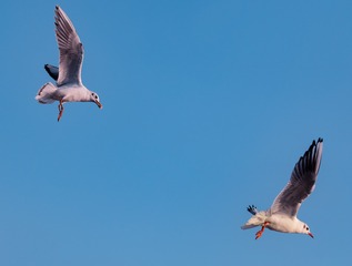 IMG_9490 (2)
