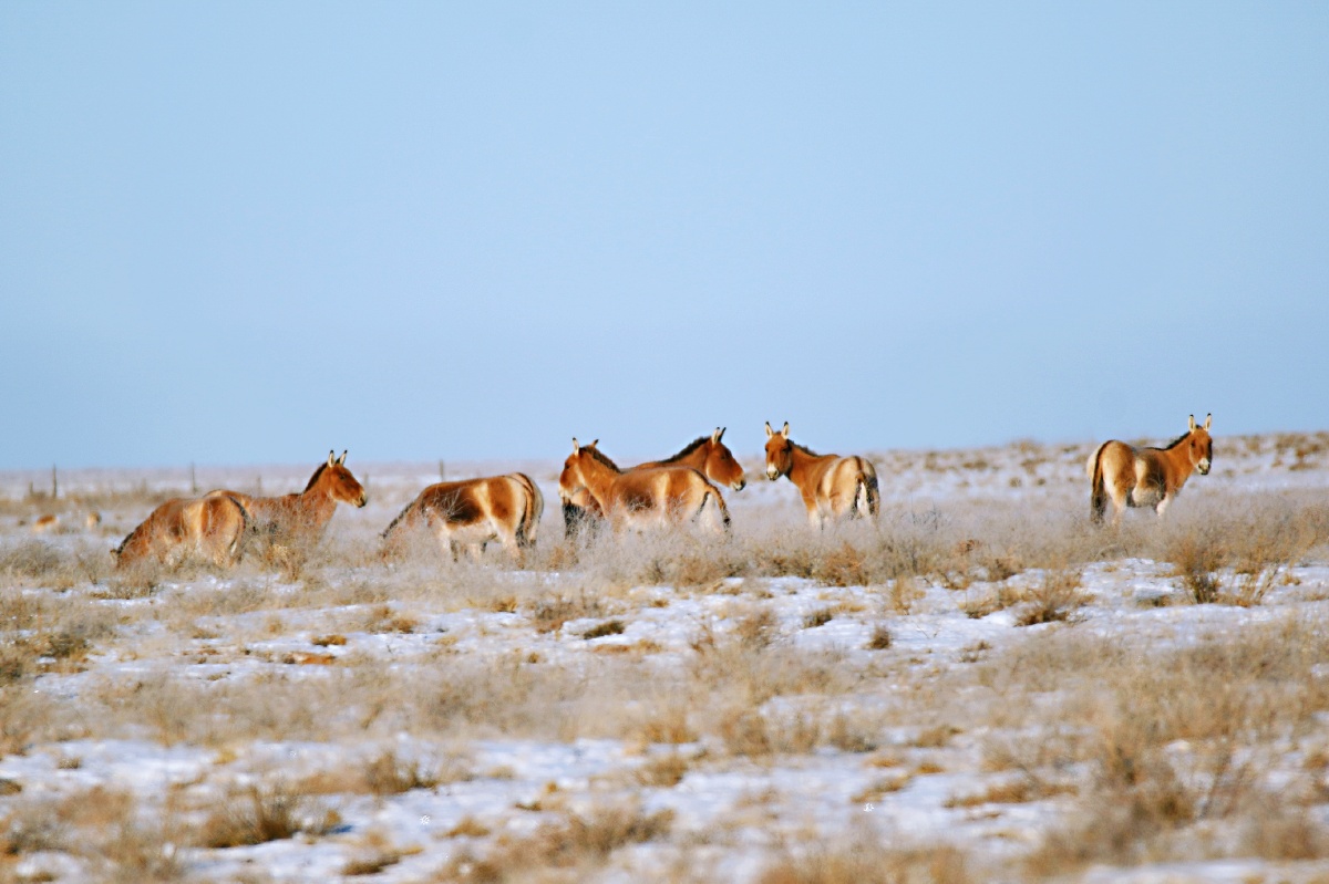 徜徉在茫茫雪原上蒙古野驴