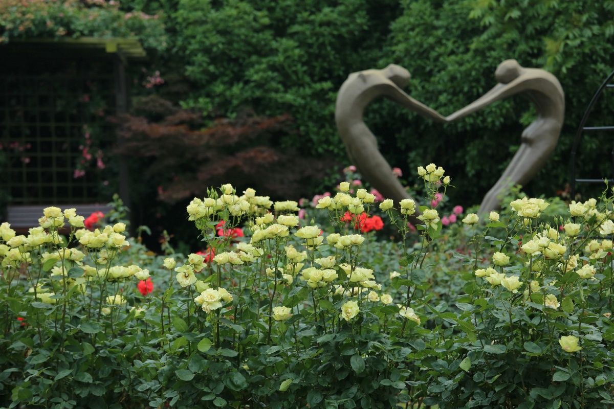 苏州太仓恩钿月季公园