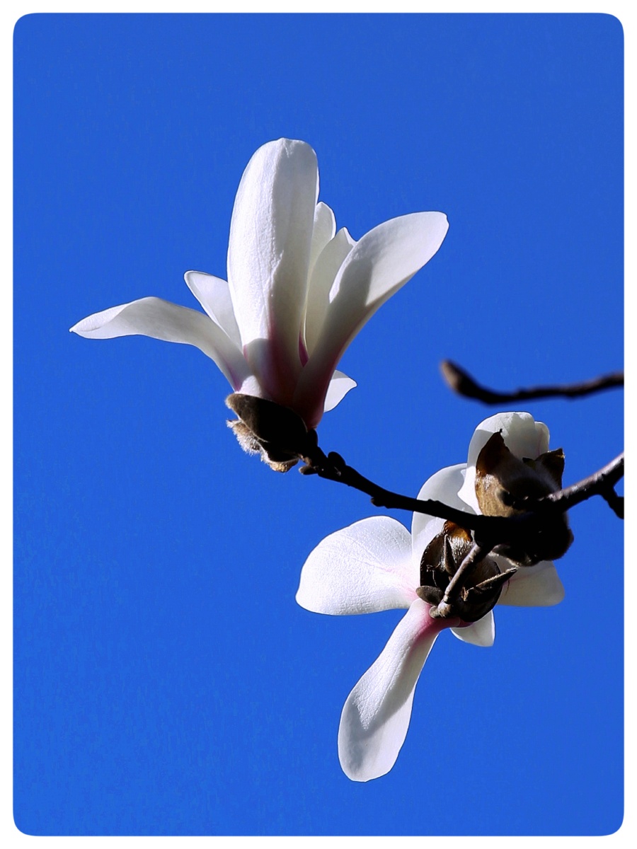 花语:报恩.花朵的花姿清丽,纯洁无瑕,并且芳香沁人心脾