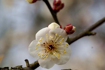 DSC00188_副本.jpg