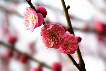 DSC00181_副本.jpg