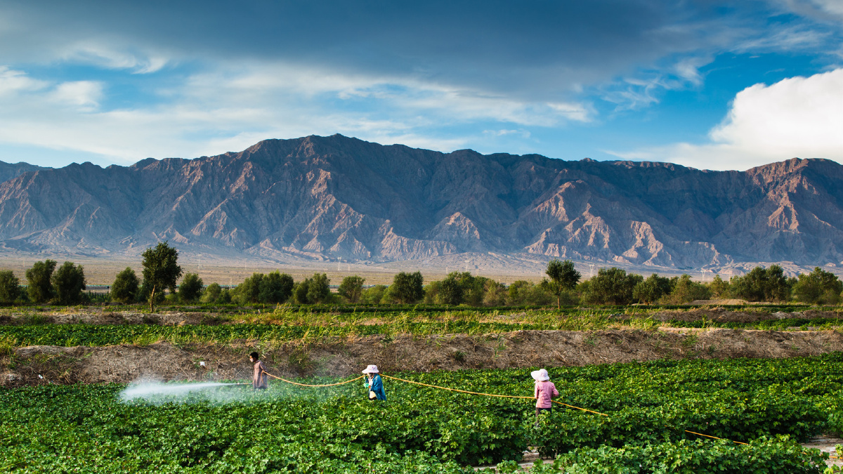 拍摄于中国新疆轮台县策大雅乡.