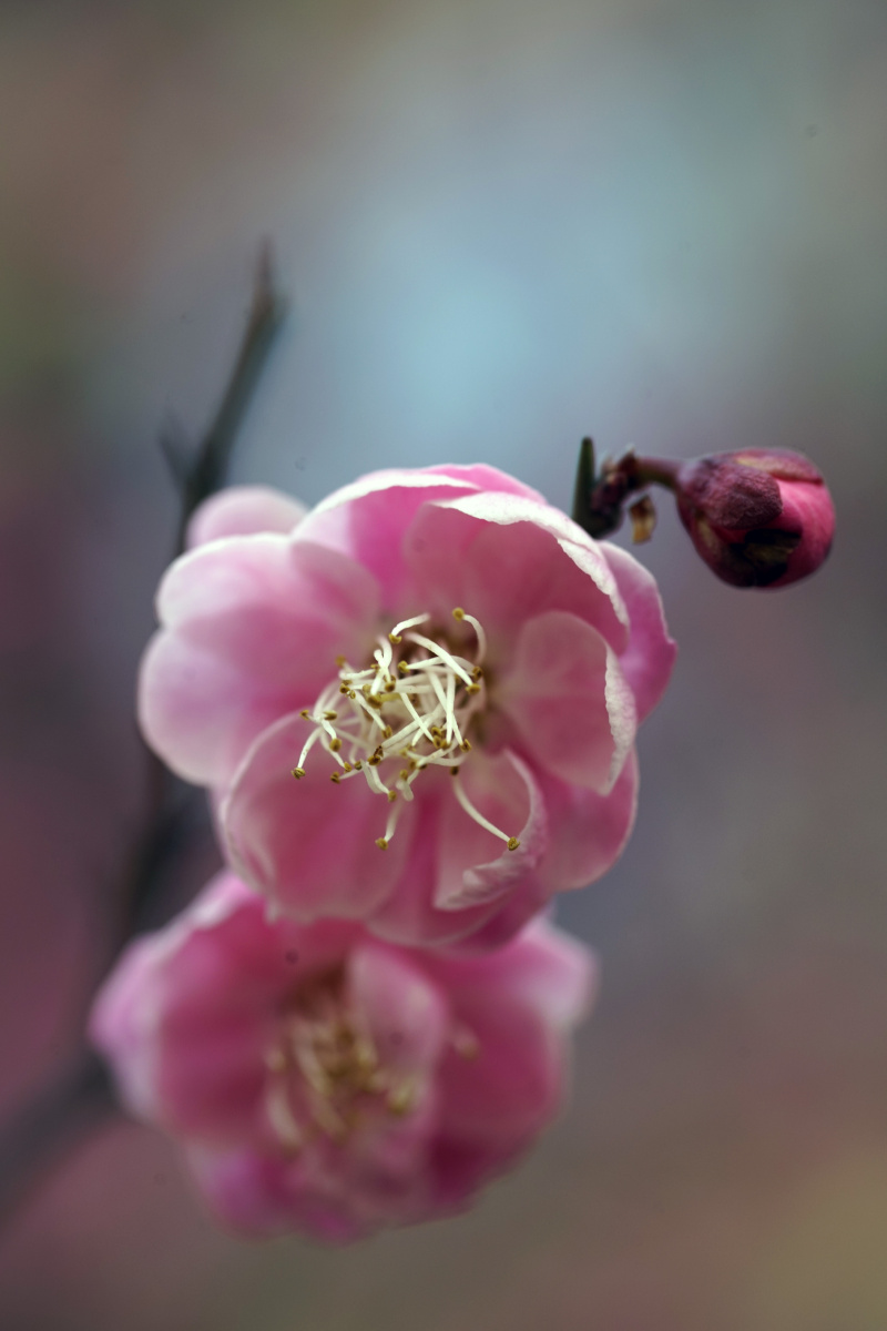 梅花75 - a05620160一只徘徊的猪