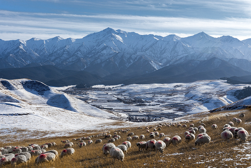 祁连山下好牧场 - 李培荣