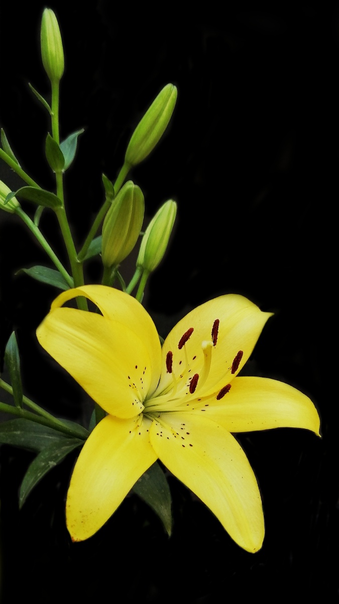 百合花 - 卓一臣 - 图虫