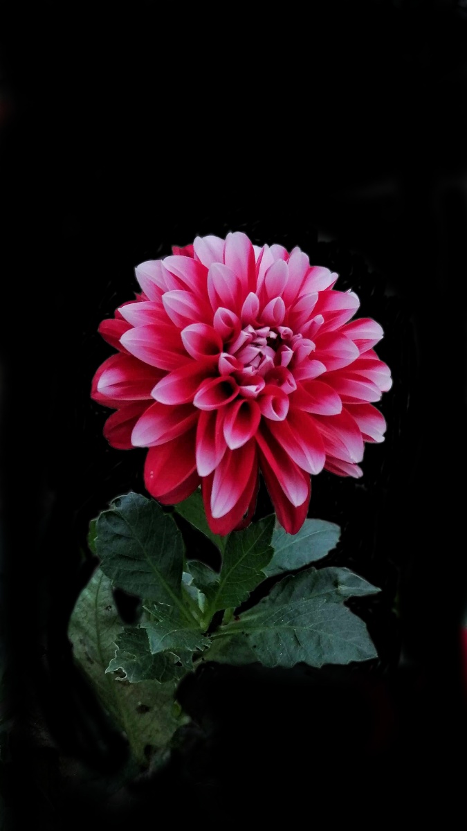 大丽花