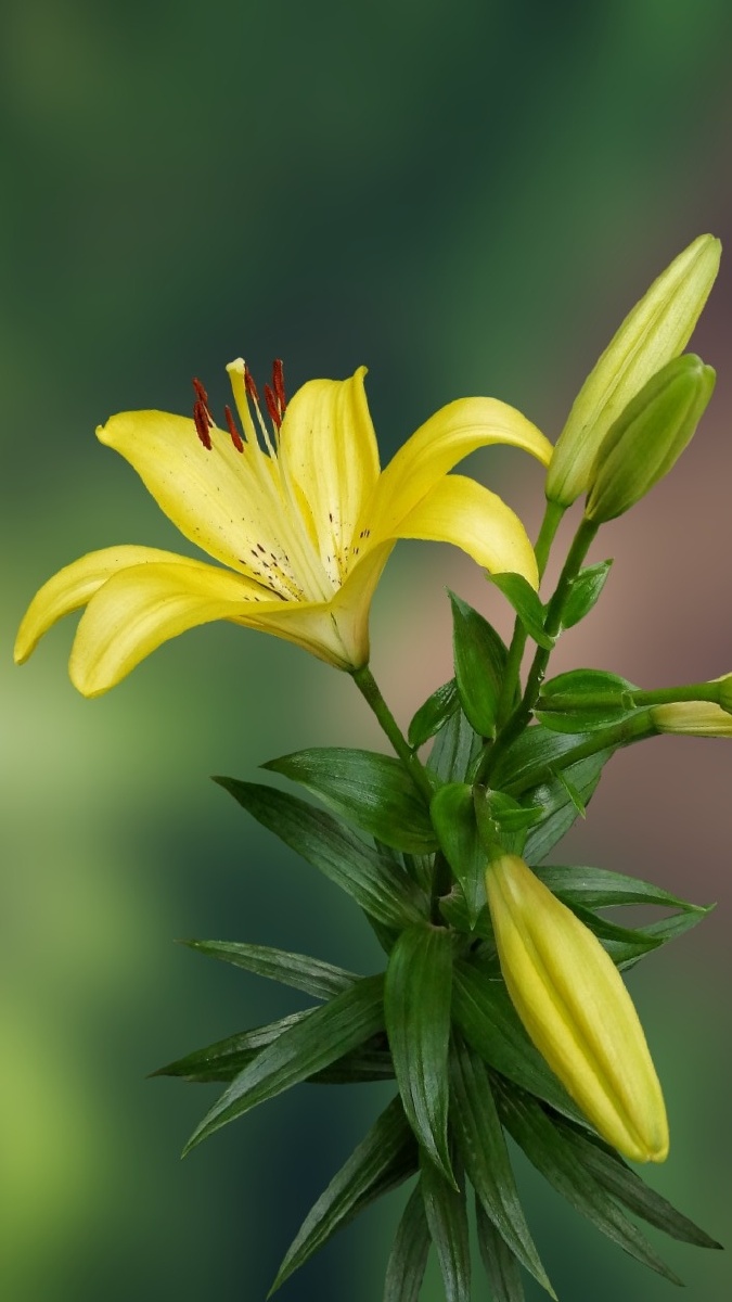 百合花 - 卓一臣 - 图虫