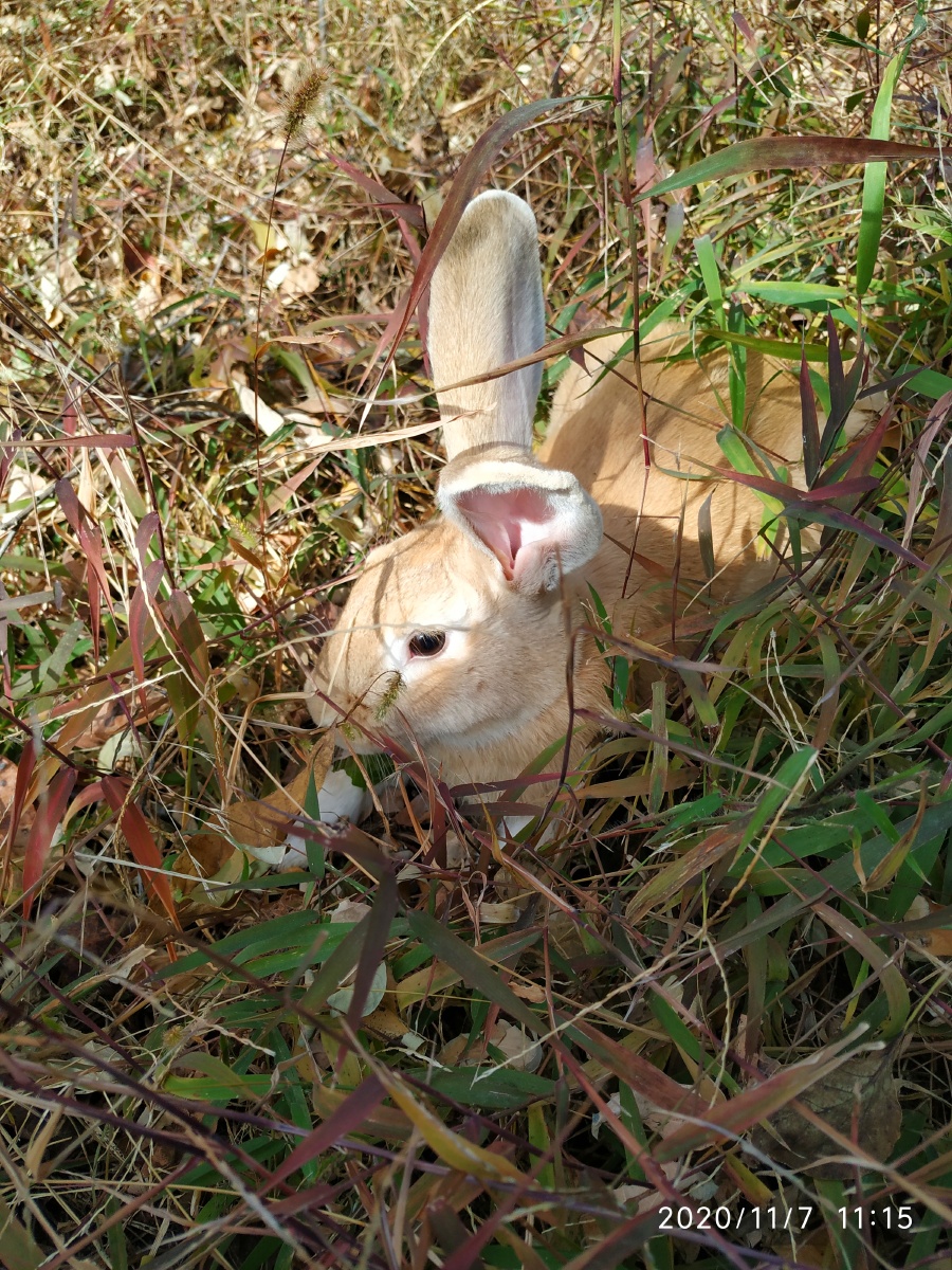 炮台山景区的野兔