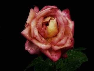 156560