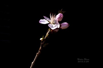 DSC03388.jpg