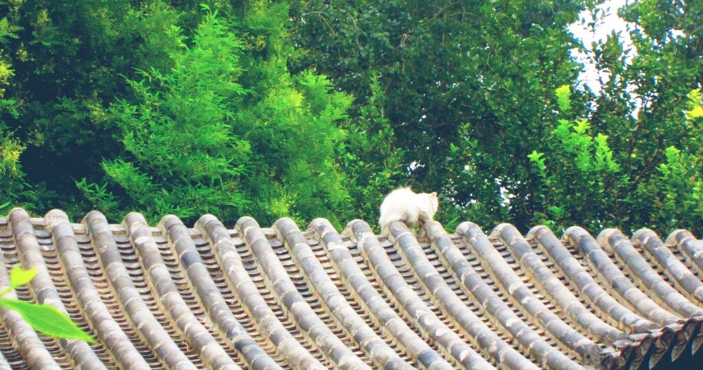 那天见到一只猫<br />
