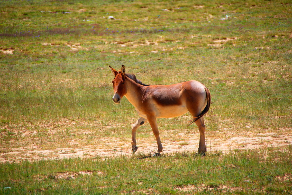 野驴