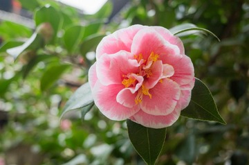 永定土楼小花