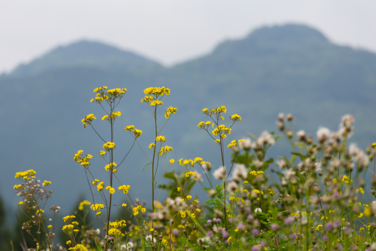 山上的野花开了