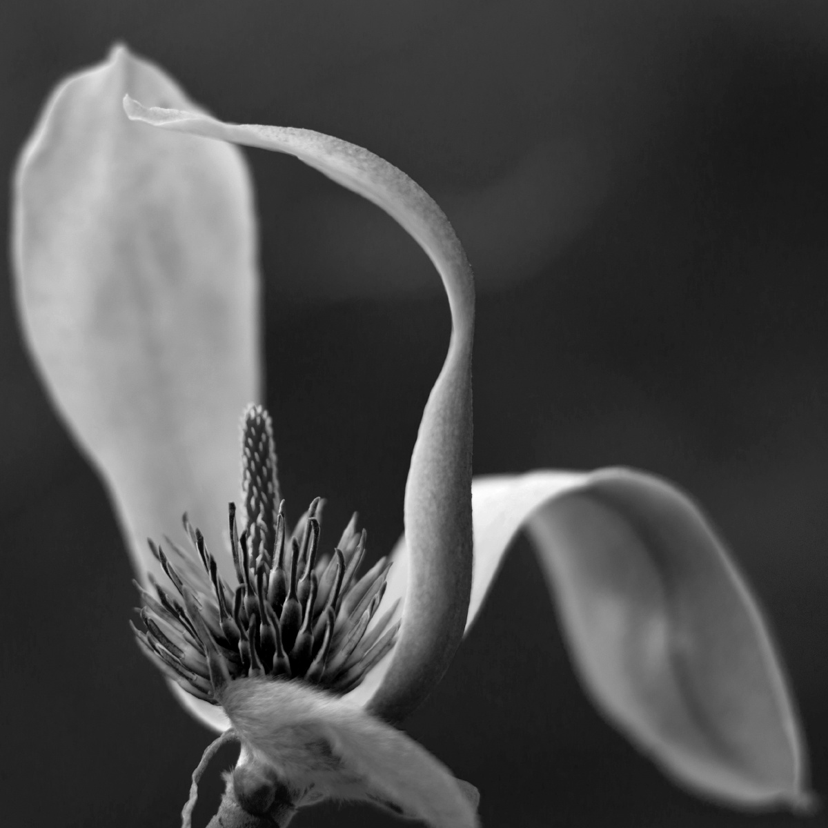 木兰 - 黑白, 花卉 - 花月独酌