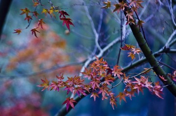 _IGP2287新