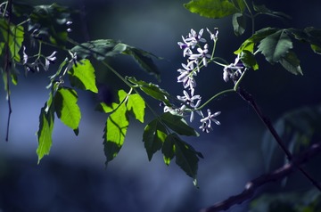 _IGP0879