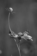 _IGP3118