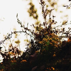 _IGP2822