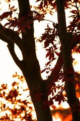_IGP2865_