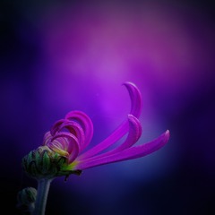 _IGP3147__