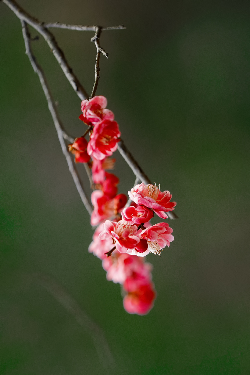 红梅花开 - woshewole - 图虫网 - 最好的摄影师都在这