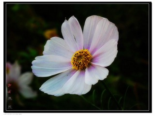 花朵