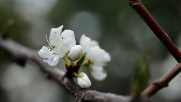 ORG_DSC07247