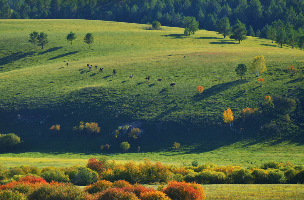呼伦贝尔鄂温克草原,下午四点的阳光下,骏马奔下山谷