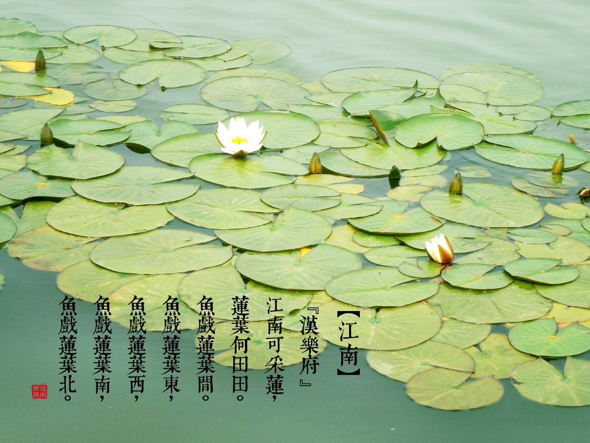 清风荷赏