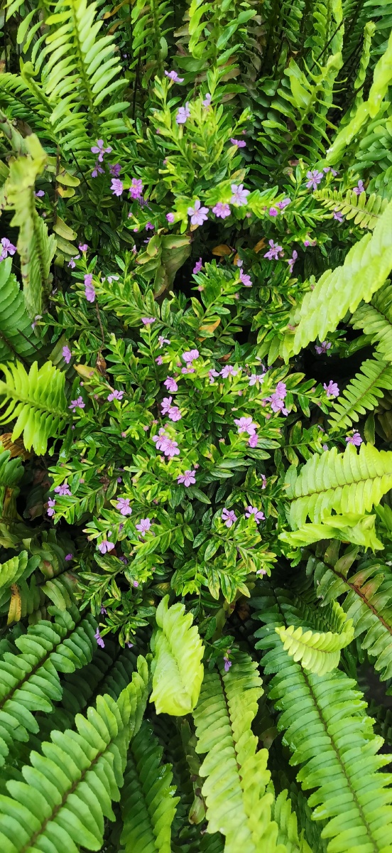 萼距花花语思念浪漫喜悦别名紫花满天星孔雀兰