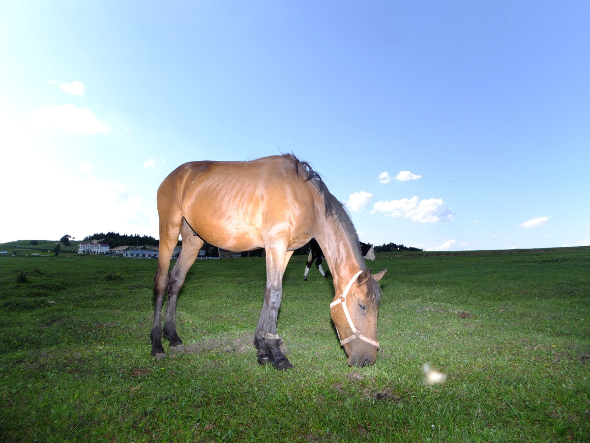 乌兰布统红山军马场的战马