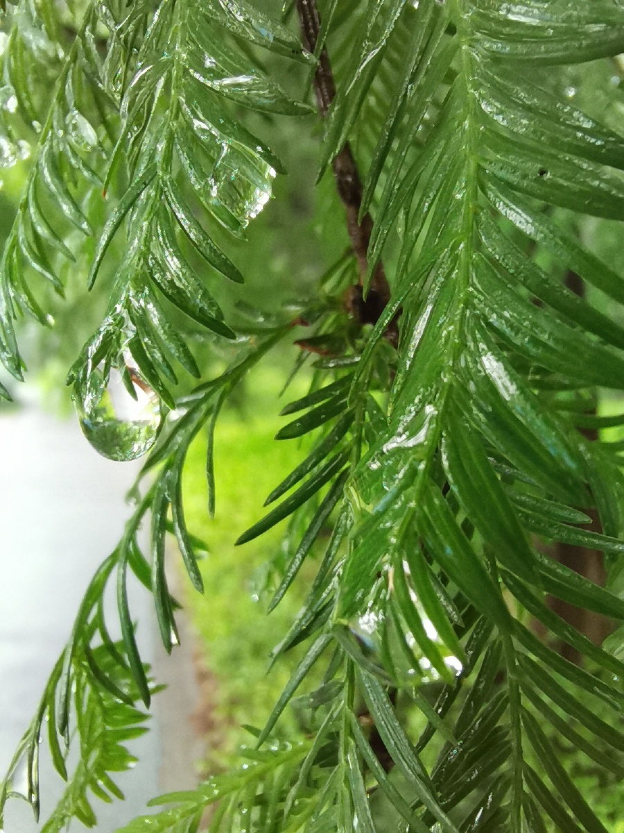 雨中落叶松水杉
