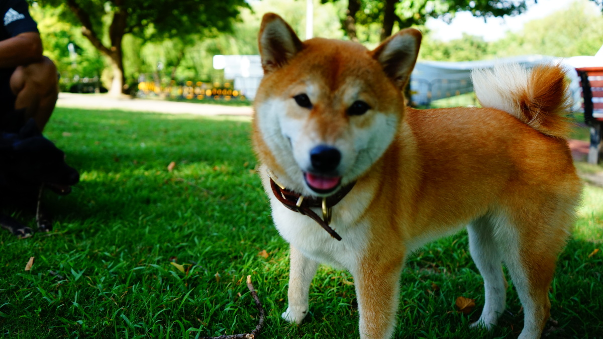 日本柴犬松狮中华田园犬