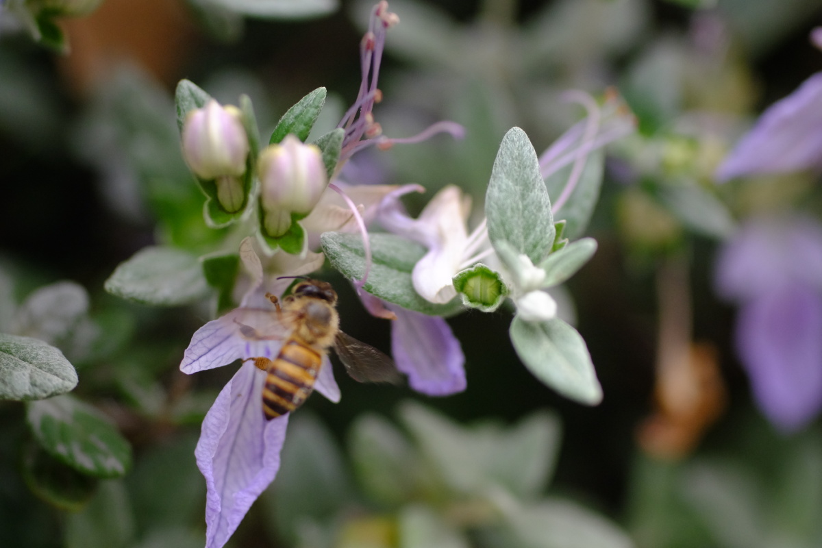水果蓝,别名:灌从石蚕 - 安琪儿全景注册摄影师 - 图虫