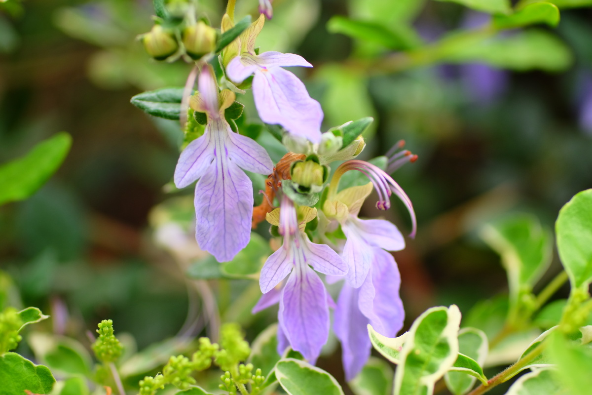 水果蓝别名灌从石蚕