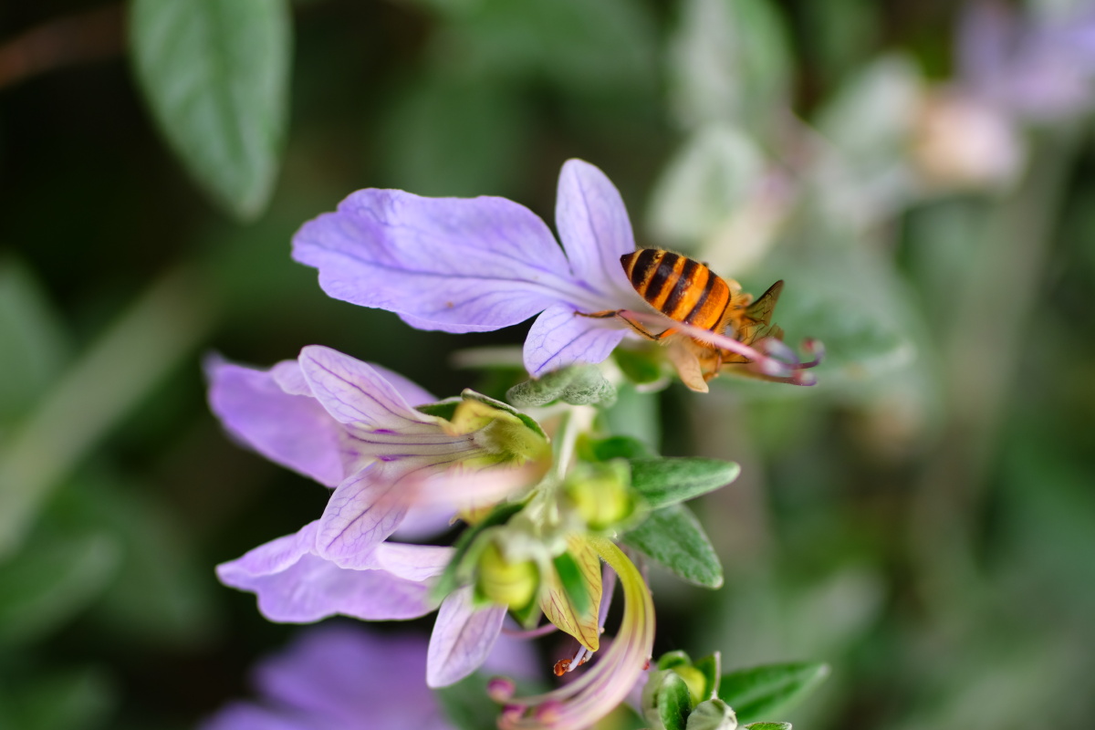 水果蓝别名灌从石蚕