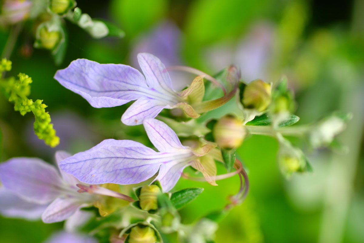 水果蓝别名灌从石蚕